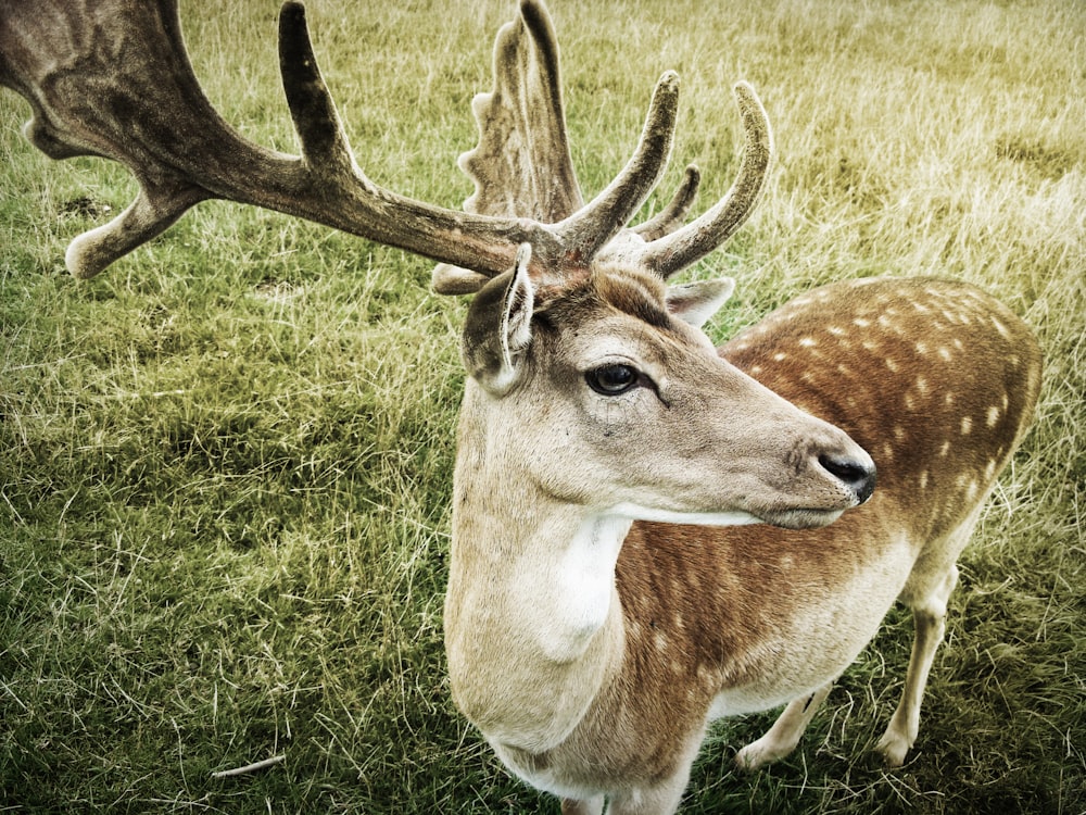 cerf brun debout sur l’herbe