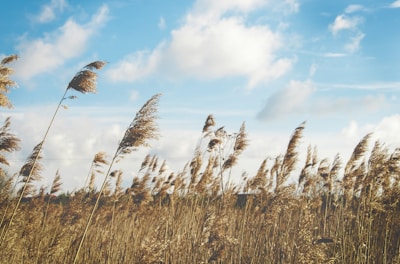 wheat field under clear blue sky