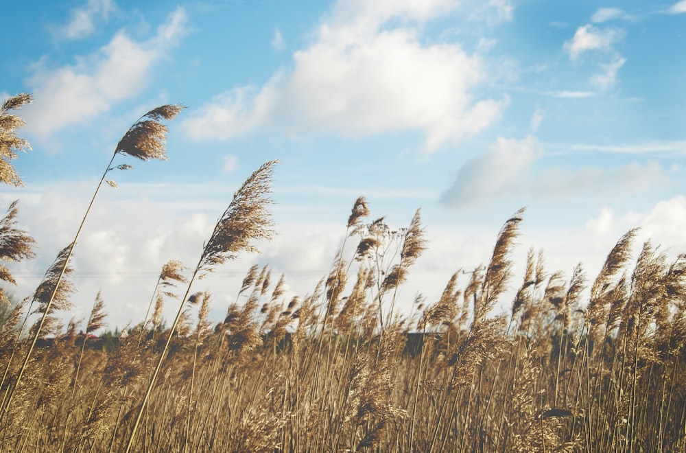 campo de trigo bajo un cielo azul claro
