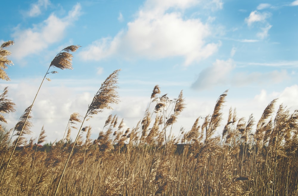 campo di grano sotto il cielo azzurro