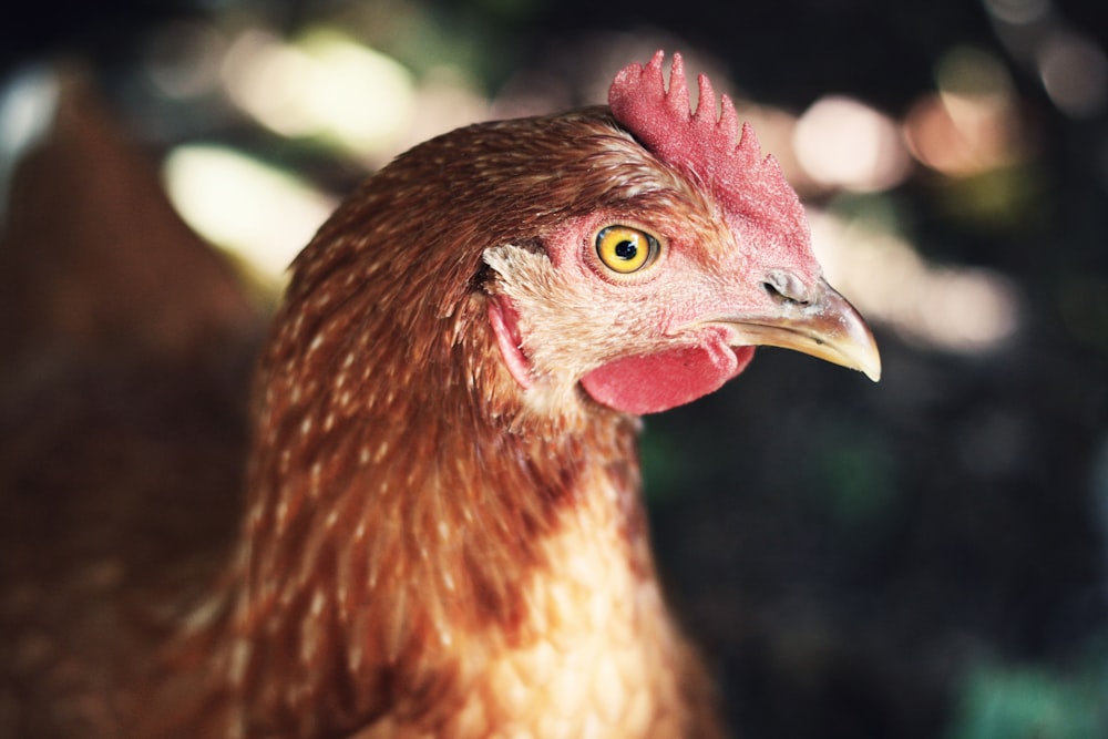 closeup photo of brown hen