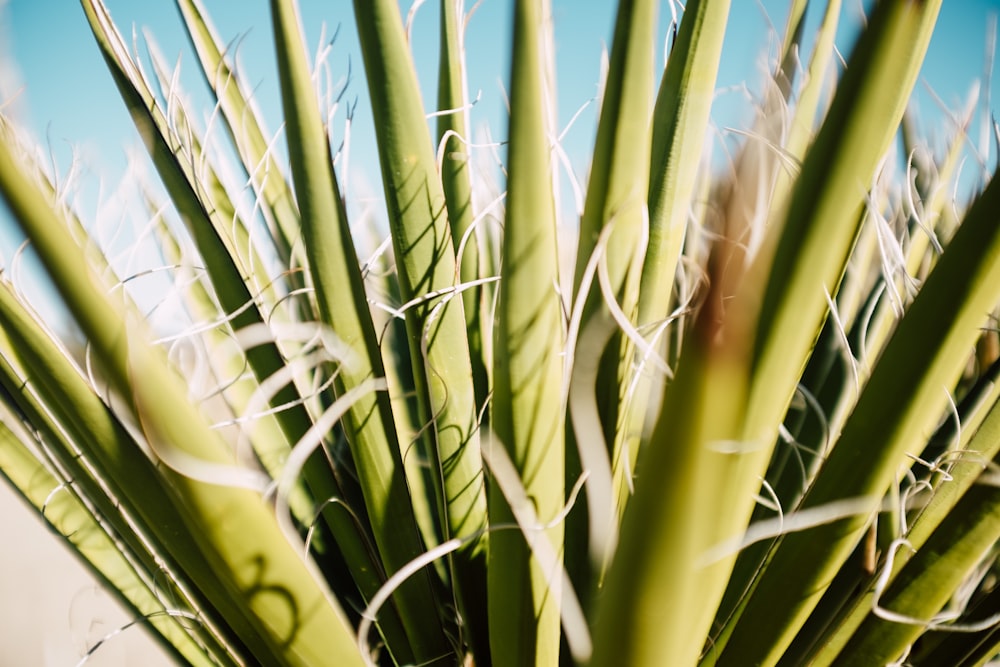 green wheat plant during daytime