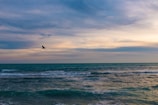 A serene ocean scene with gentle waves rolling in under a vast sky. The horizon separates the deep blue-green sea from the soft, pastel hues of the sunset or sunrise above, with streaks of clouds adding texture. A lone bird flies gracefully over the water, adding a sense of freedom and movement to the tranquil setting.