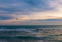 A serene ocean scene with gentle waves rolling in under a vast sky. The horizon separates the deep blue-green sea from the soft, pastel hues of the sunset or sunrise above, with streaks of clouds adding texture. A lone bird flies gracefully over the water, adding a sense of freedom and movement to the tranquil setting.