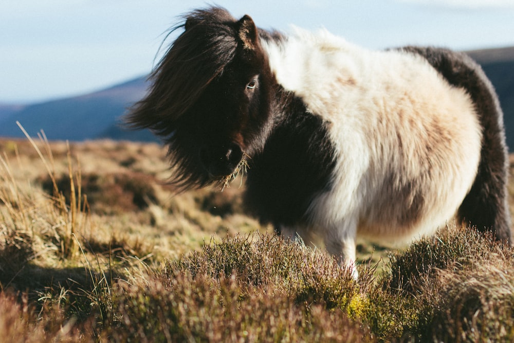 white and black donkey