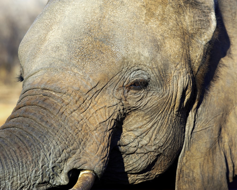 photo of gray elephnat