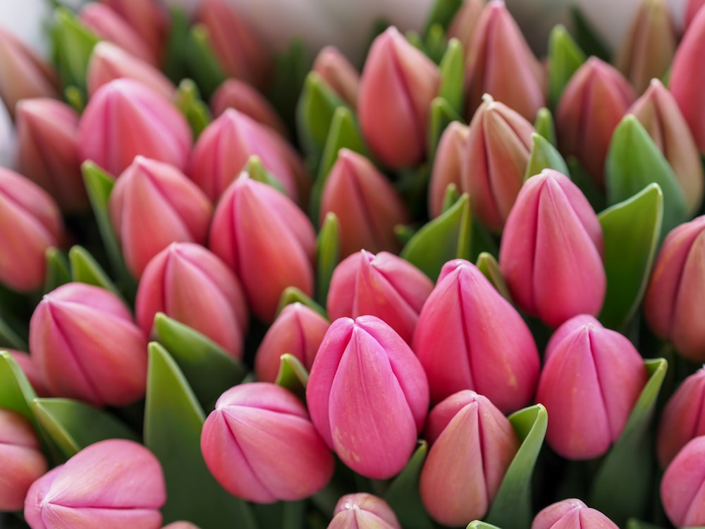 Unopened pink flowers.