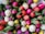 pink and white rose lot