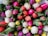 pink and white rose lot