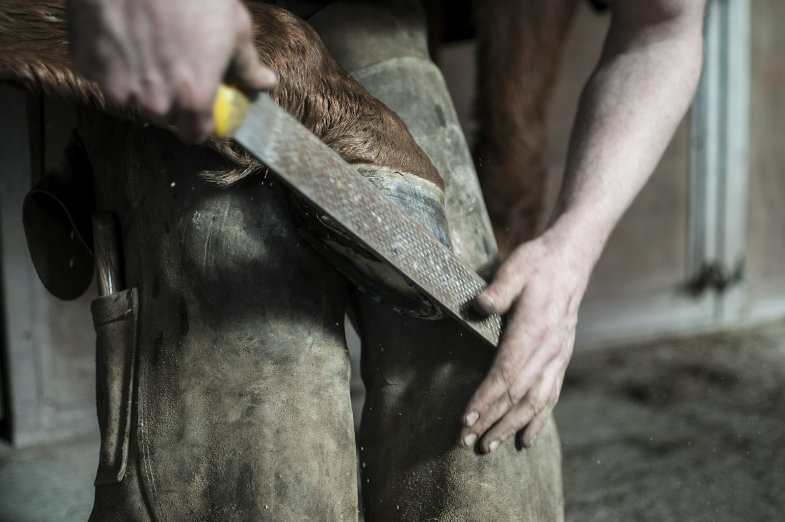 Equine Hoof Care and Lameness