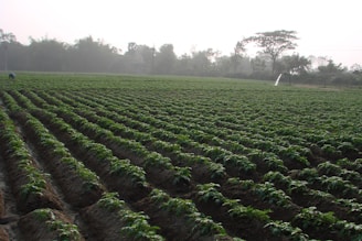 Farmers carefully inspecting rows of healthy green crops in early morning light.