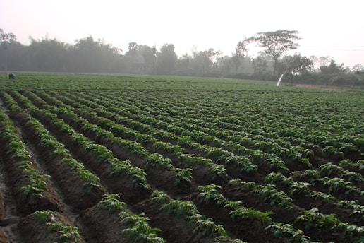 An experienced worker inspecting crops in a vast green field at dawn.