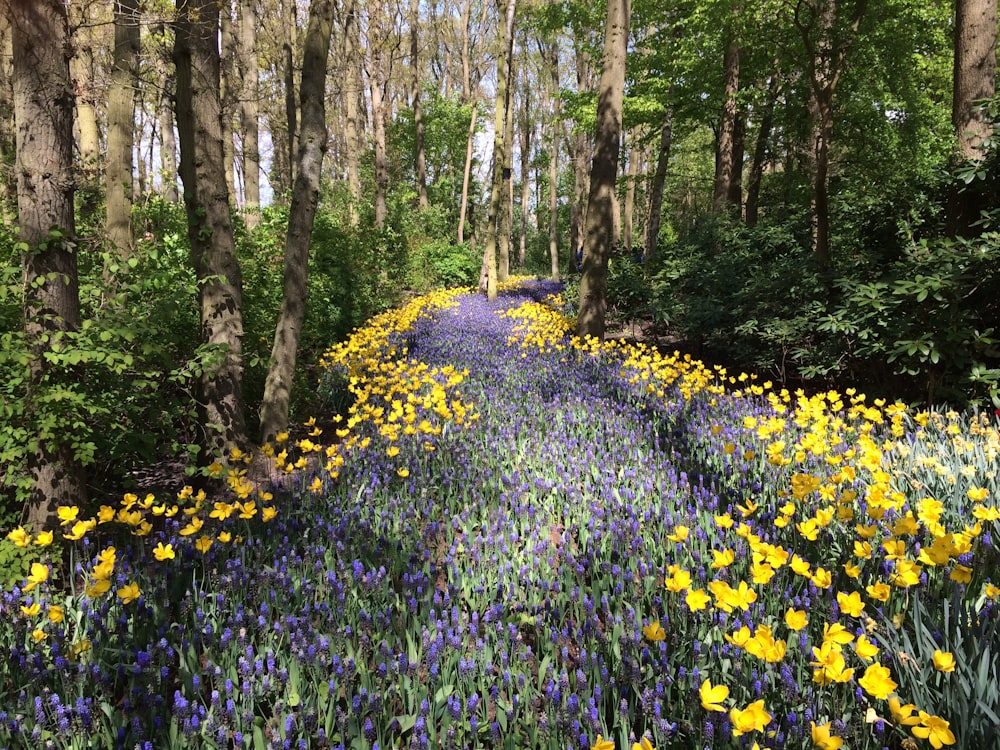 gelbe Blüten und Lavendelblüten