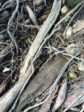 Symbolic image of tree roots intertwining representing transgenerational ties