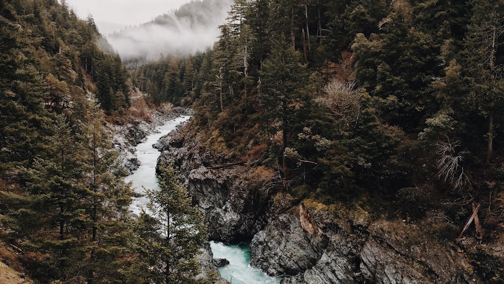 river between green trees and mountain at daytime