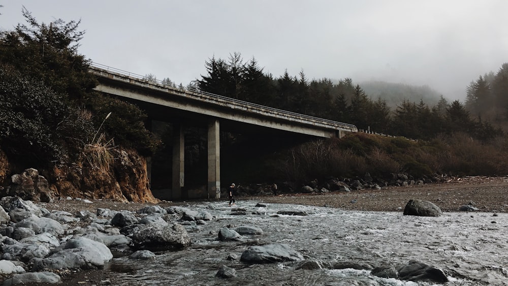 昼間の木々の近くの灰色のコンクリート橋