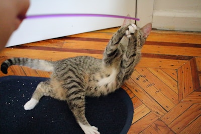 A playful calico cat reaching out with its paw towards a dangling feather.