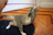 A curious tabby cat playing with a handmade feather toy near a window.