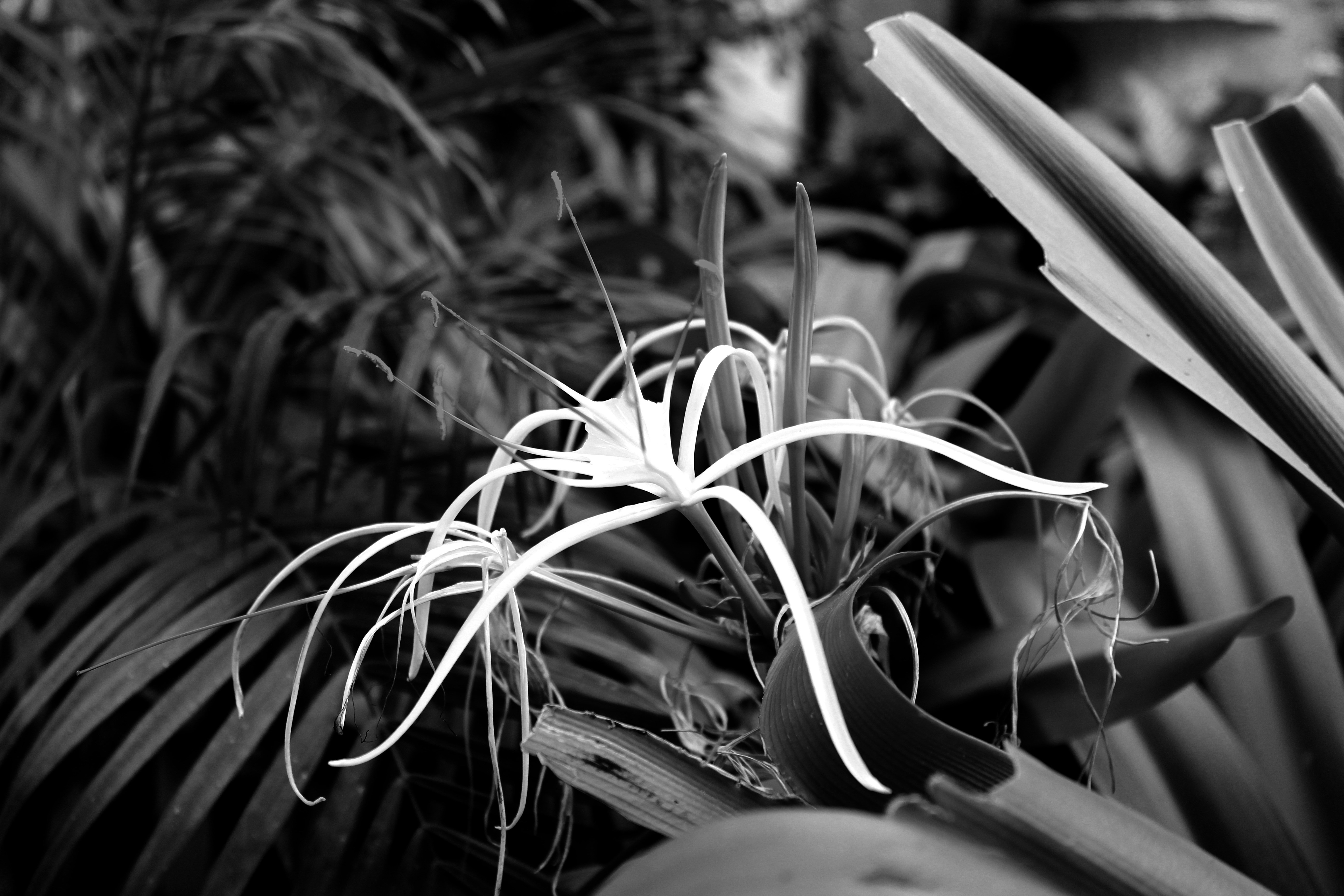 Free Unsplash photo from Vizarath Ali