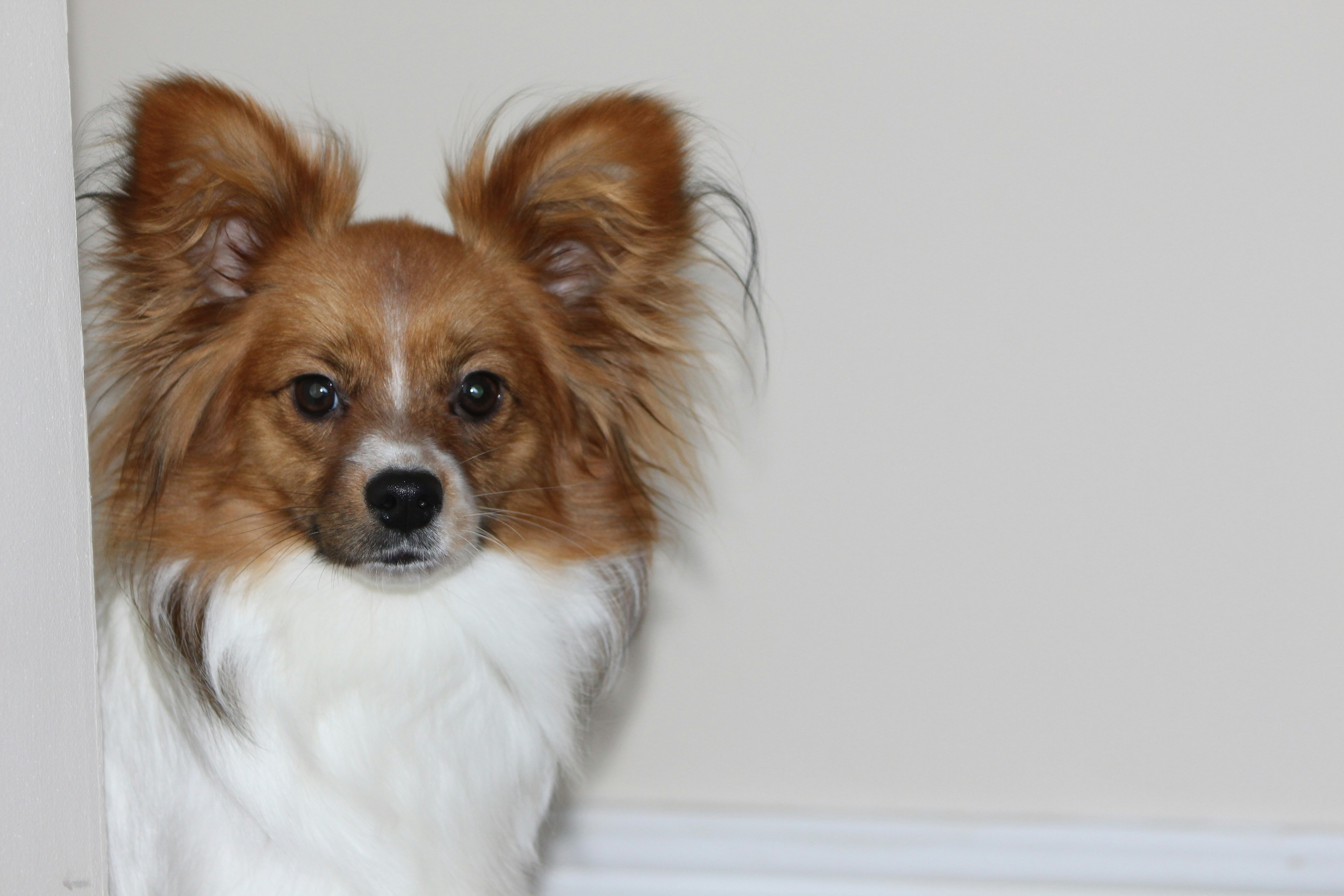 Free Unsplash photo from Jimmy Donnellan