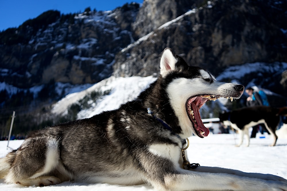Husky sibérien sur un champ de neige