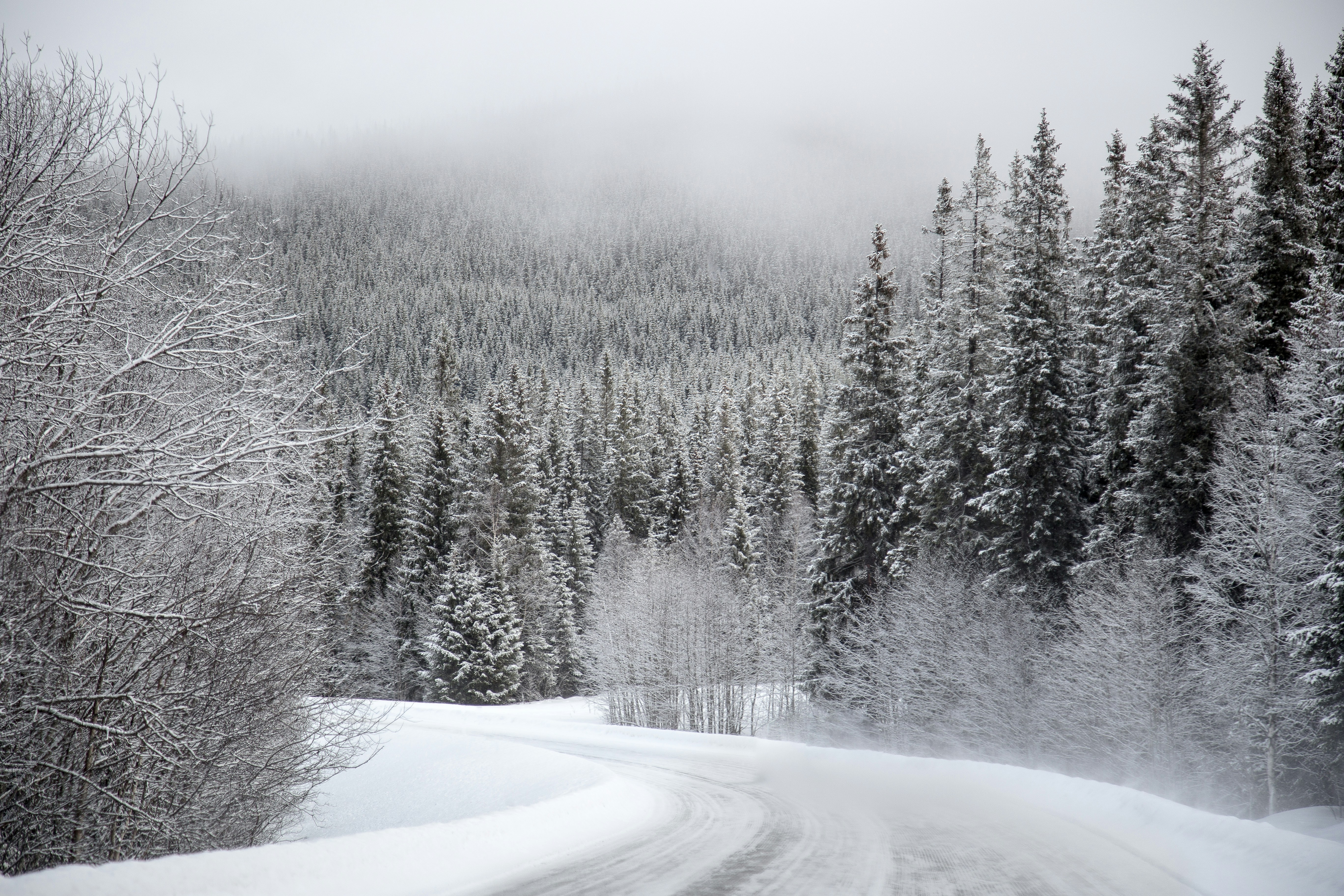 trees covered with snow under gray sky