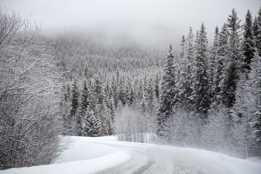 trees covered with snow under gray sky