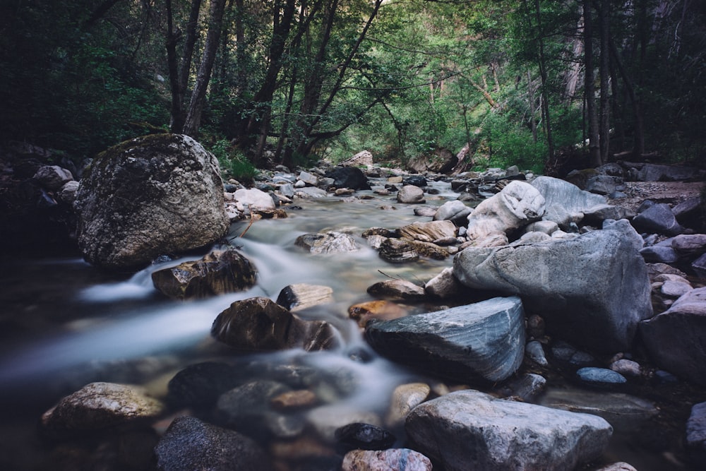 Fotografía de lapso de tiempo de río rodeado de árboles