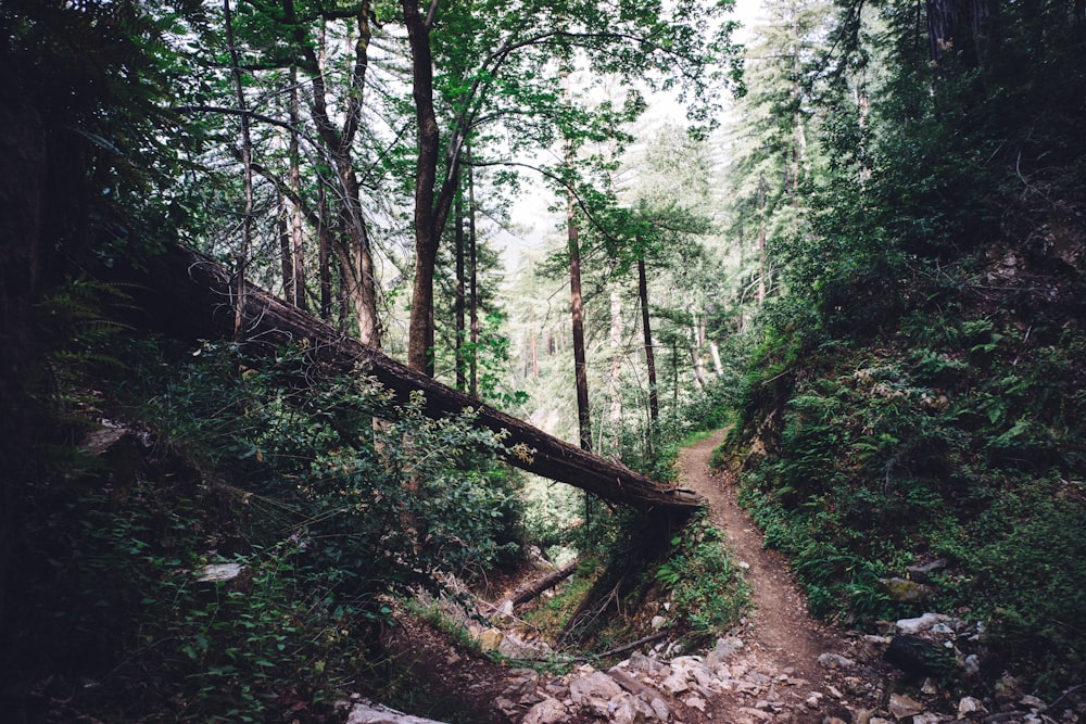 caminho cercado por árvores