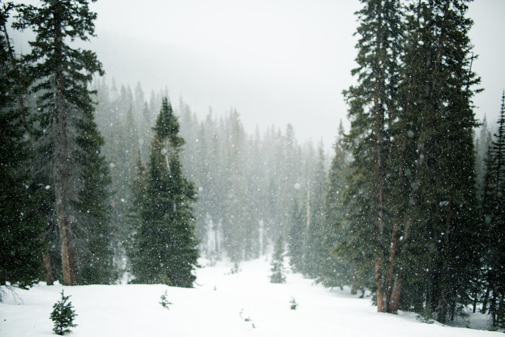 bosque durante el invierno