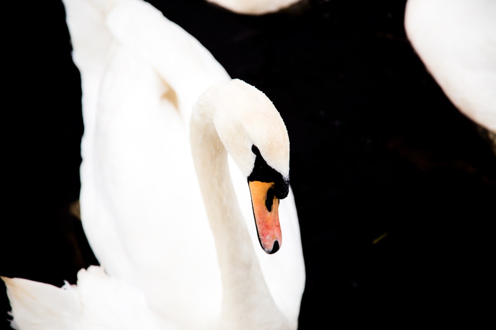 white swan