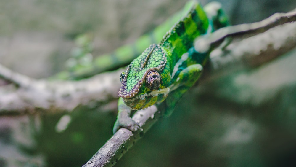 photo of chameleon on tree branch