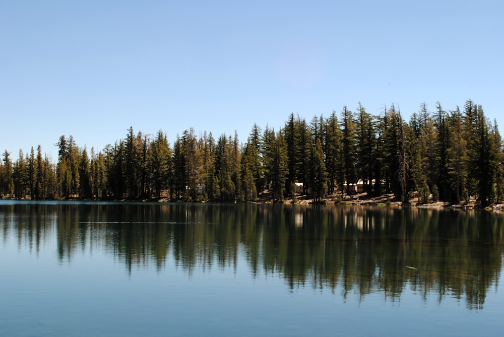 green trees beside body of water during daytime