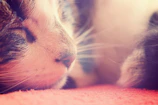 A softly lit close-up of a cat looking peacefully into the distance, emphasizing calm.