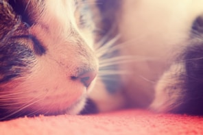 A softly lit close-up of a cat looking peacefully into the distance, emphasizing calm.