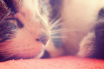 Close-up of our no-rinse foam shampoo for cats applied calmly on a relaxed feline.