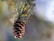 pine cone