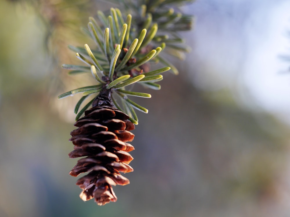 pine cone