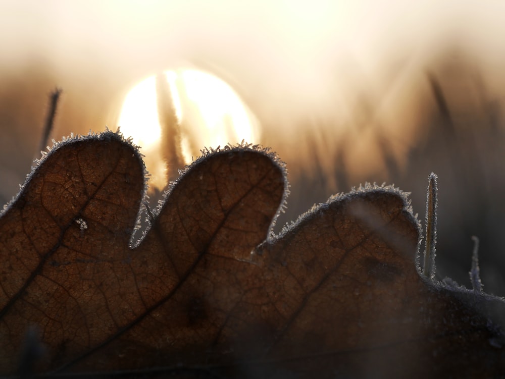 closeup photography of brown leaf