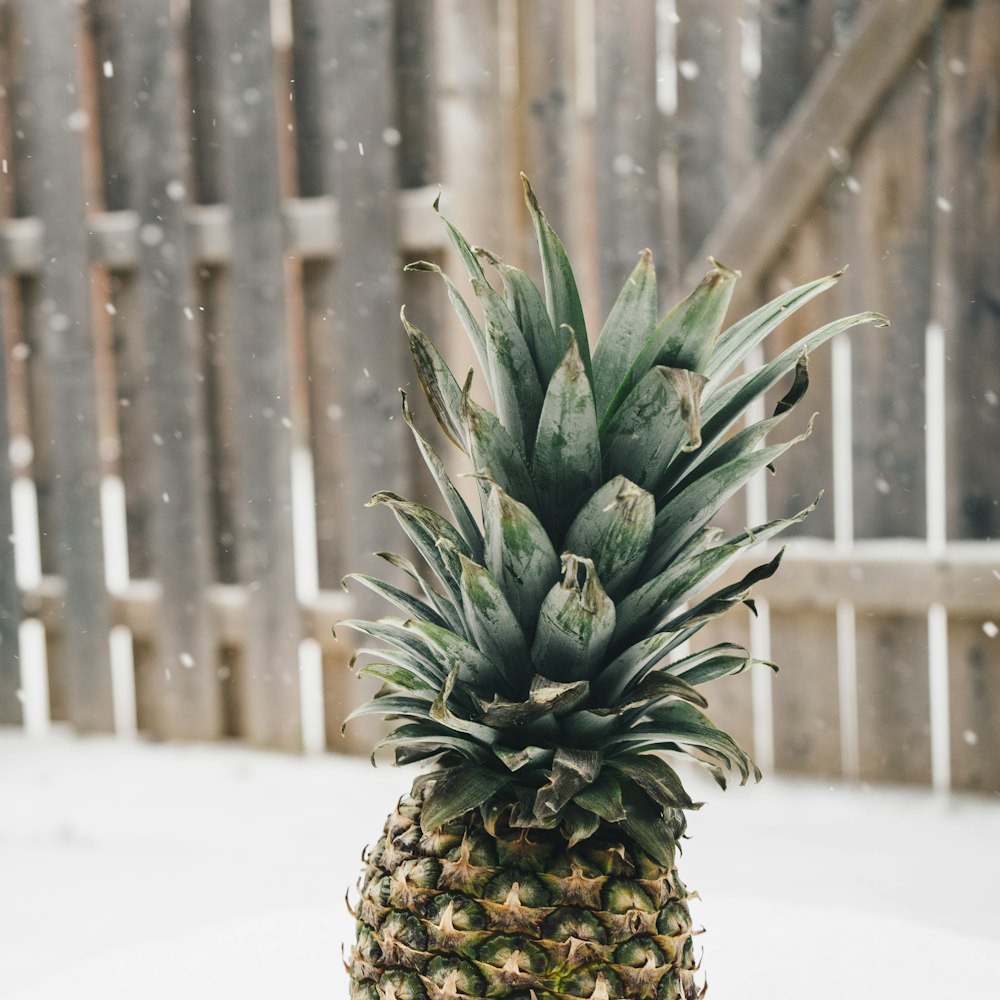 pineapple near at wooden fence during snow