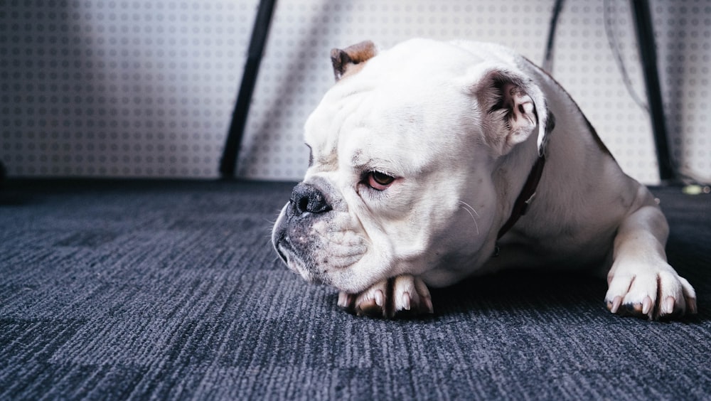 Foto einer erwachsenen weißen englischen Bulldogge, die auf einem schwarzen Teppich liegt