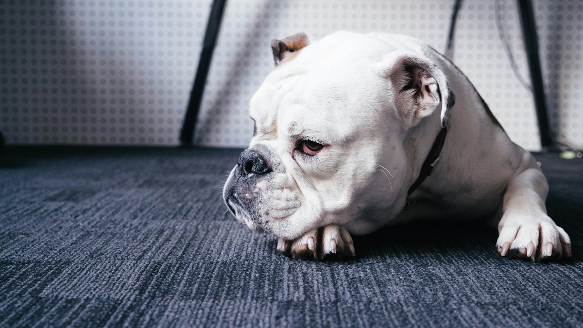 Bulldog branco deitado no carpete com a cabeça baixa e o olhar cansado