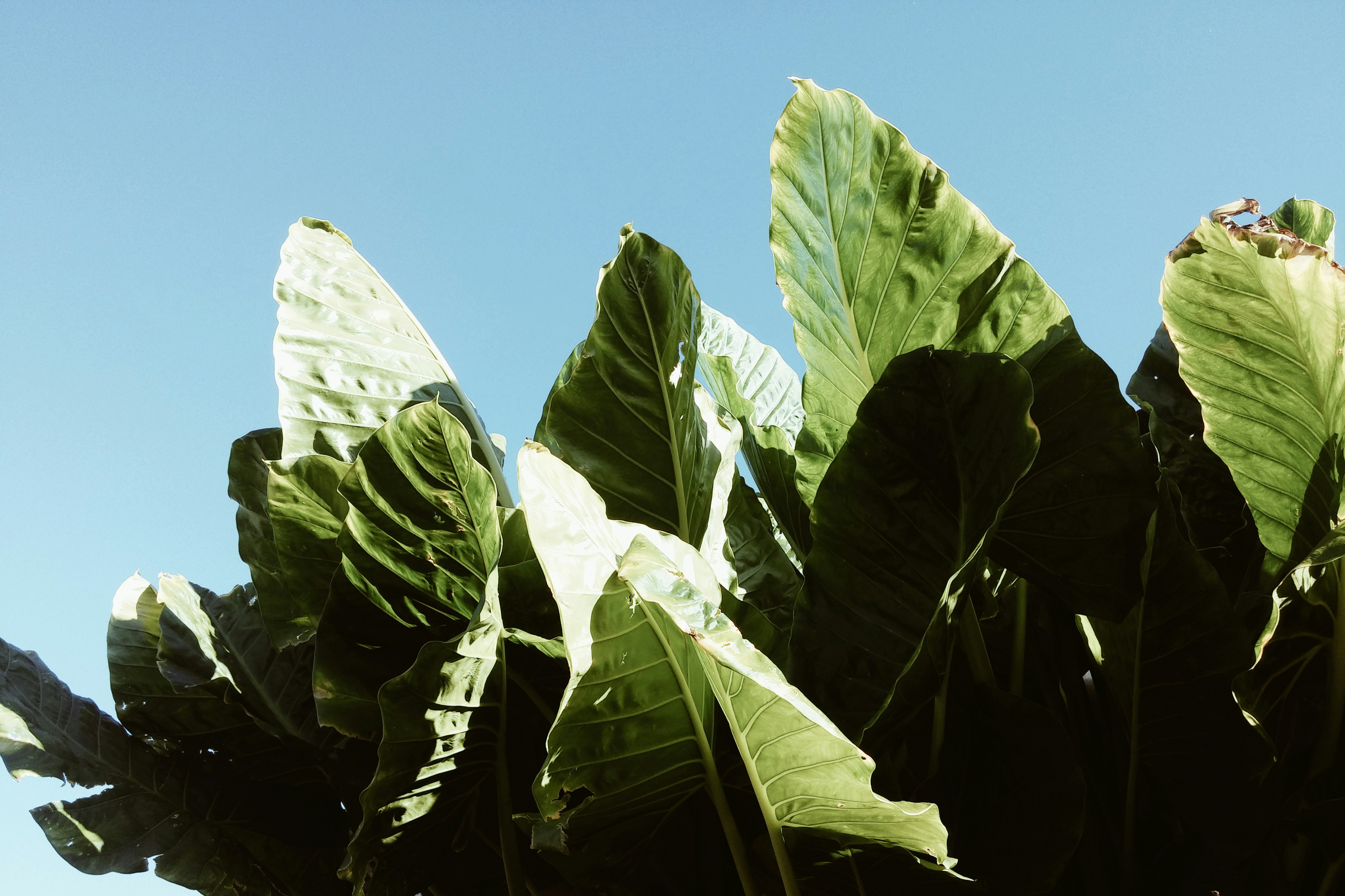 Free Unsplash photo from Hamish Berkers