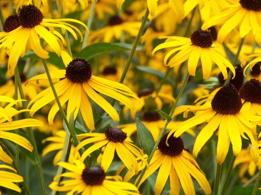 Selektive Fokusfotografie von gelbblättrigen Blüten