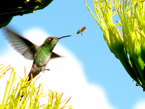 Rosetta and Maverick examining hummingbirds in their backyard garden.