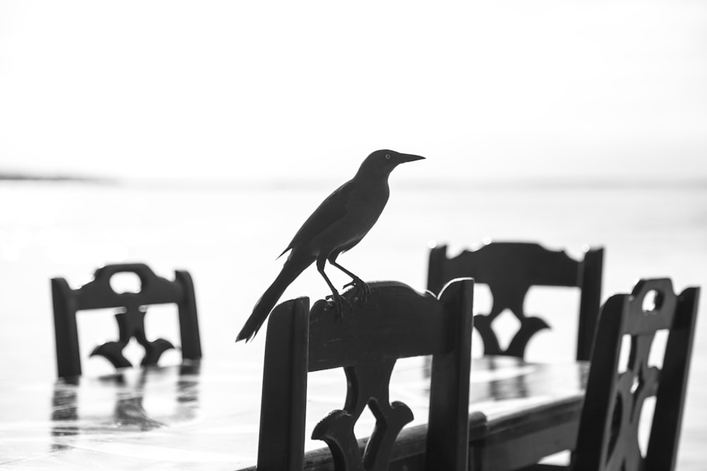 schwarzer Vogel auf brauner Holzbank