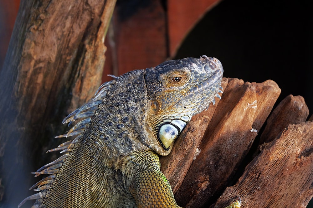 gray iguana