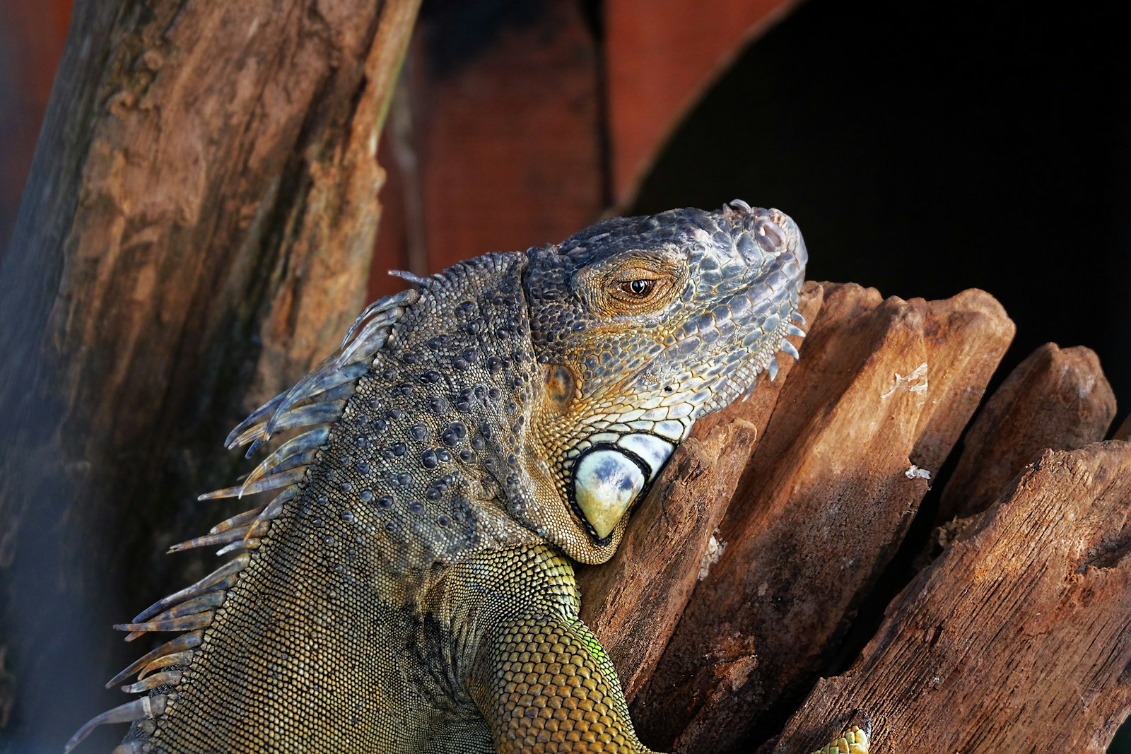 Fujifilm X-M1 sample photo. Gray iguana photography