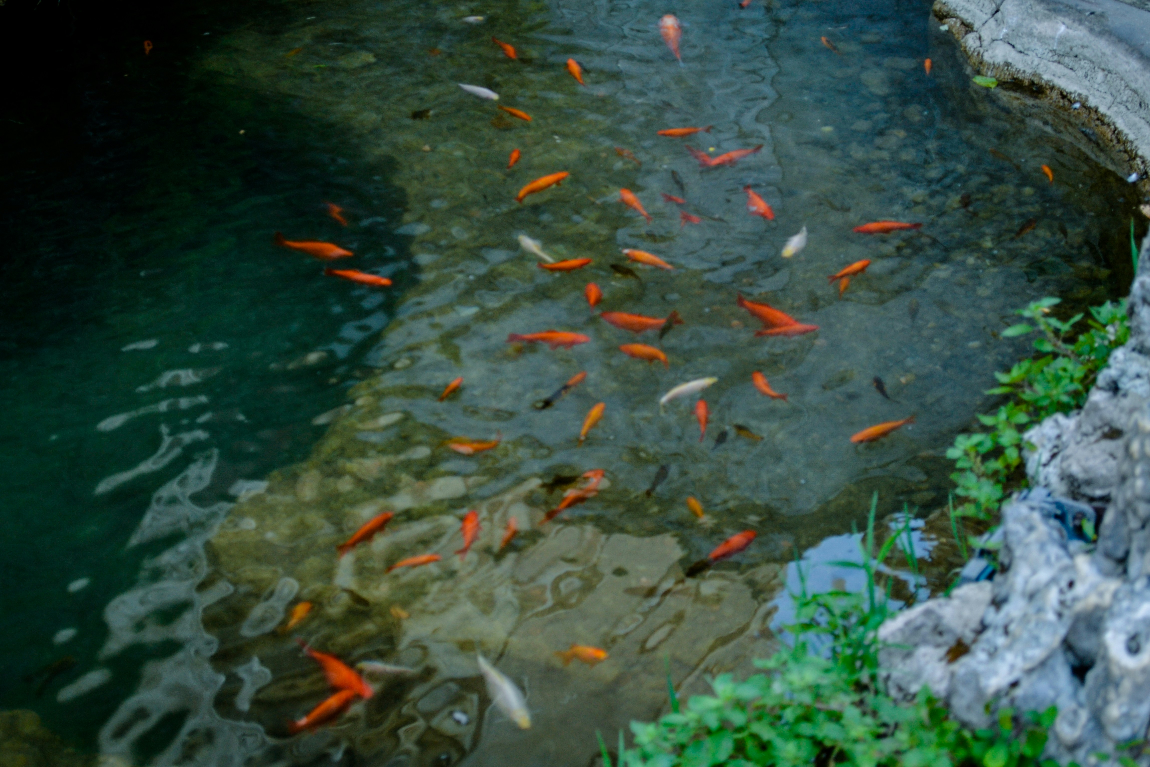 Free Unsplash photo from Sofia Sforza