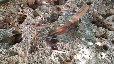 A piece of driftwood is artistically placed on a rocky, porous surface, supporting a transparent glass sheet. The natural textures of the rough, uneven rocks contrast with the smoothness of the glass.